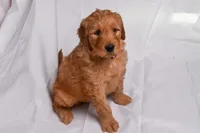 Ruby, a female Goldendoodle for sale in Sheridan, MI – Photo 7 of 10