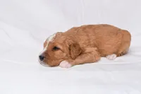 Simba, a male Miniature Bernedoodle for sale in Sheridan, MI – Photo 6 of 9