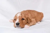 Simba, a male Miniature Bernedoodle for sale in Sheridan, MI – Photo 7 of 9