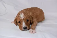 Simba, a male Miniature Bernedoodle for sale in Sheridan, MI – Photo 2 of 9