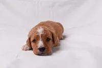 Simba, a male Miniature Bernedoodle for sale in Sheridan, MI – Photo 9 of 9