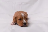 Simba, a male Miniature Bernedoodle for sale in Sheridan, MI – Photo 5 of 9