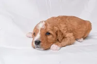 Simba, a male Miniature Bernedoodle for sale in Sheridan, MI – Photo 3 of 9