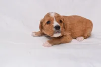 Simba, a male Miniature Bernedoodle for sale in Sheridan, MI – Photo 4 of 9