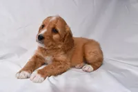 Sawyer, a male Miniature Bernedoodle for sale in Sheridan, MI – Photo 6 of 6