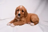 Sawyer, a male Miniature Bernedoodle for sale in Sheridan, MI – Photo 4 of 6