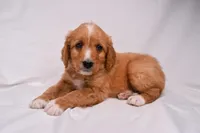 Sawyer, a male Miniature Bernedoodle for sale in Sheridan, MI – Photo 5 of 6