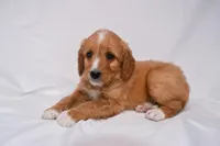 Sawyer, a male Miniature Bernedoodle for sale in Sheridan, MI – Photo 3 of 6