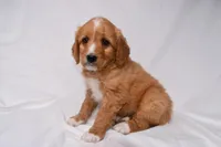 Sawyer, a male Miniature Bernedoodle for sale in Sheridan, MI – Photo 2 of 6