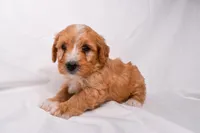 Scout, a male Miniature Bernedoodle for sale in Sheridan, MI – Photo 2 of 6