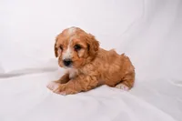 Scout, a male Miniature Bernedoodle for sale in Sheridan, MI – Photo 6 of 6