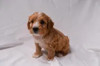 Scout, a male Miniature Bernedoodle for sale in Sheridan, MI – Photo 4 of 6