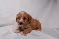 Scout, a male Miniature Bernedoodle for sale in Sheridan, MI – Photo 5 of 6