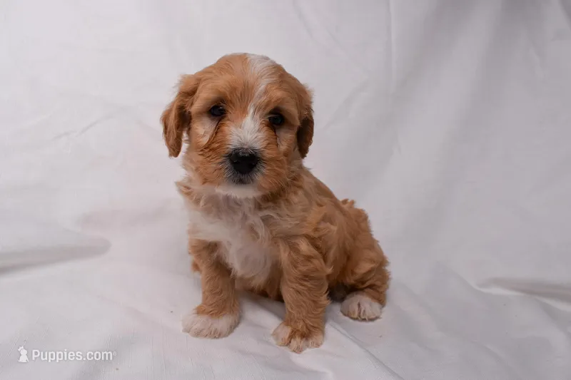 Scout, a male Miniature Bernedoodle for sale in Sheridan, MI – Photo 1 of 6