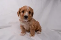 Scout, a male Miniature Bernedoodle for sale in Sheridan, MI – Photo 1 of 6