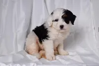 Bailey, a female Miniature Bernedoodle for sale in Sheridan, MI – Photo 1 of 9