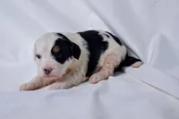 Bailey, a female Miniature Bernedoodle for sale in Sheridan, MI – Photo 8 of 9