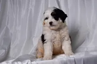 Bailey, a female Miniature Bernedoodle for sale in Sheridan, MI – Photo 3 of 9