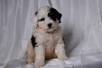 Bailey, a female Miniature Bernedoodle for sale in Sheridan, MI – Photo 2 of 9