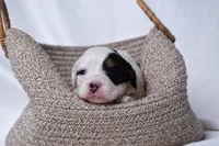 Bailey, a female Miniature Bernedoodle for sale in Sheridan, MI – Photo 7 of 9