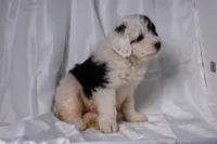 Bailey, a female Miniature Bernedoodle for sale in Sheridan, MI – Photo 4 of 9