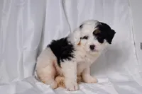 Bailey, a female Miniature Bernedoodle for sale in Sheridan, MI – Photo 5 of 9