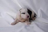 Bailey, a female Miniature Bernedoodle for sale in Sheridan, MI – Photo 6 of 9