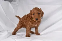 Rocco, a male Goldendoodle for sale in Sheridan, MI – Photo 7 of 10