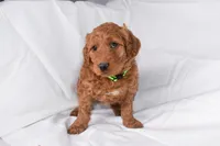 Rocco, a male Goldendoodle for sale in Sheridan, MI – Photo 3 of 10