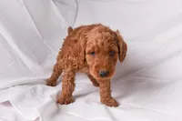 Rocco, a male Goldendoodle for sale in Sheridan, MI – Photo 4 of 10