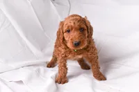 Rocco, a male Goldendoodle for sale in Sheridan, MI – Photo 6 of 10