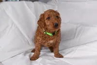 Rocco, a male Goldendoodle for sale in Sheridan, MI – Photo 5 of 10