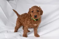 Rocco, a male Goldendoodle for sale in Sheridan, MI – Photo 1 of 10