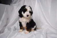 Bandit, a male Miniature Bernedoodle for sale in Sheridan, MI – Photo 3 of 5