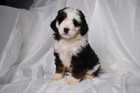 Bandit, a male Miniature Bernedoodle for sale in Sheridan, MI – Photo 5 of 5