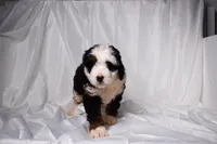 Bandit, a male Miniature Bernedoodle for sale in Sheridan, MI – Photo 1 of 5
