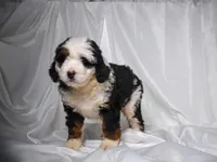 Bandit, a male Miniature Bernedoodle for sale in Sheridan, MI – Photo 4 of 5