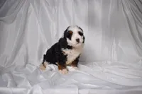 Bandit, a male Miniature Bernedoodle for sale in Sheridan, MI – Photo 2 of 5