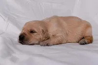 Thor, a male Golden Retriever for sale in Sheridan, MI – Photo 4 of 8