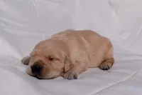 Thor, a male Golden Retriever for sale in Sheridan, MI – Photo 2 of 8