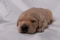 Thor, a male Golden Retriever for sale in Sheridan, MI – Photo 6 of 8