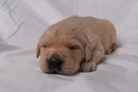 Thor, a male Golden Retriever for sale in Sheridan, MI – Photo 1 of 8