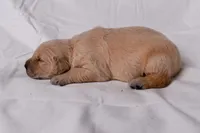 Thor, a male Golden Retriever for sale in Sheridan, MI – Photo 3 of 8