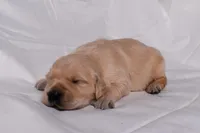 Thor, a male Golden Retriever for sale in Sheridan, MI – Photo 5 of 8