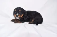 Sandy, a female Miniature Bernedoodle for sale in Sheridan, MI – Photo 7 of 7