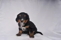 Sandy, a female Miniature Bernedoodle for sale in Sheridan, MI – Photo 5 of 7