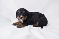 Sandy, a female Miniature Bernedoodle for sale in Sheridan, MI – Photo 3 of 7