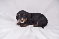 Sandy, a female Miniature Bernedoodle for sale in Sheridan, MI – Photo 4 of 7