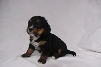 Sandy, a female Miniature Bernedoodle for sale in Sheridan, MI – Photo 6 of 7