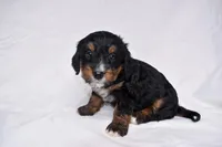 Sandy, a female Miniature Bernedoodle for sale in Sheridan, MI – Photo 1 of 7